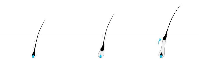 Hair-regrowth-cycle